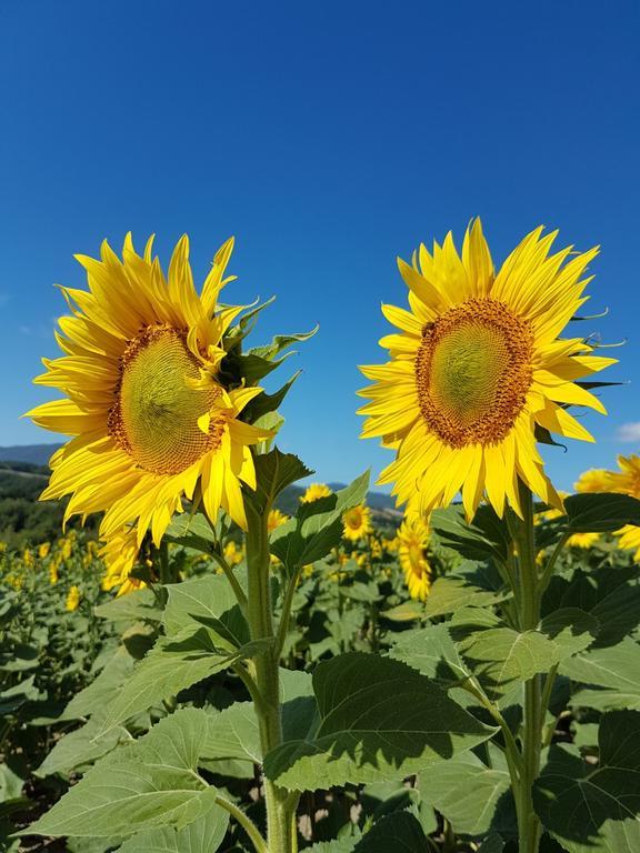 Agriturismo Il Catrino Ponteginori Eksteriør bilde
