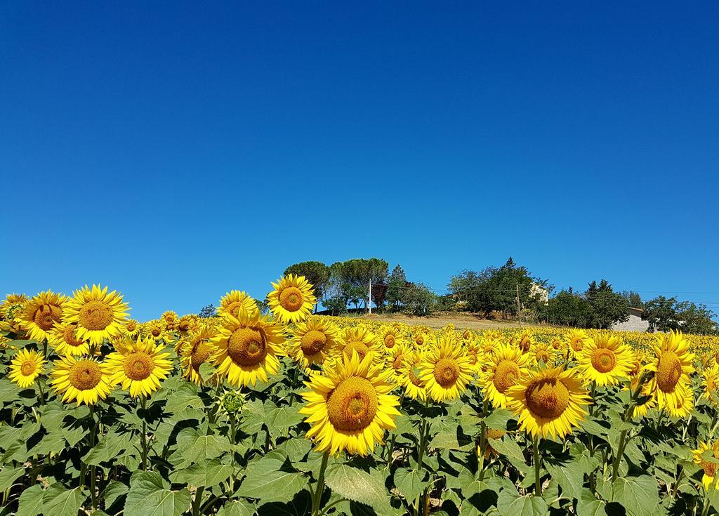 Agriturismo Il Catrino Ponteginori Eksteriør bilde